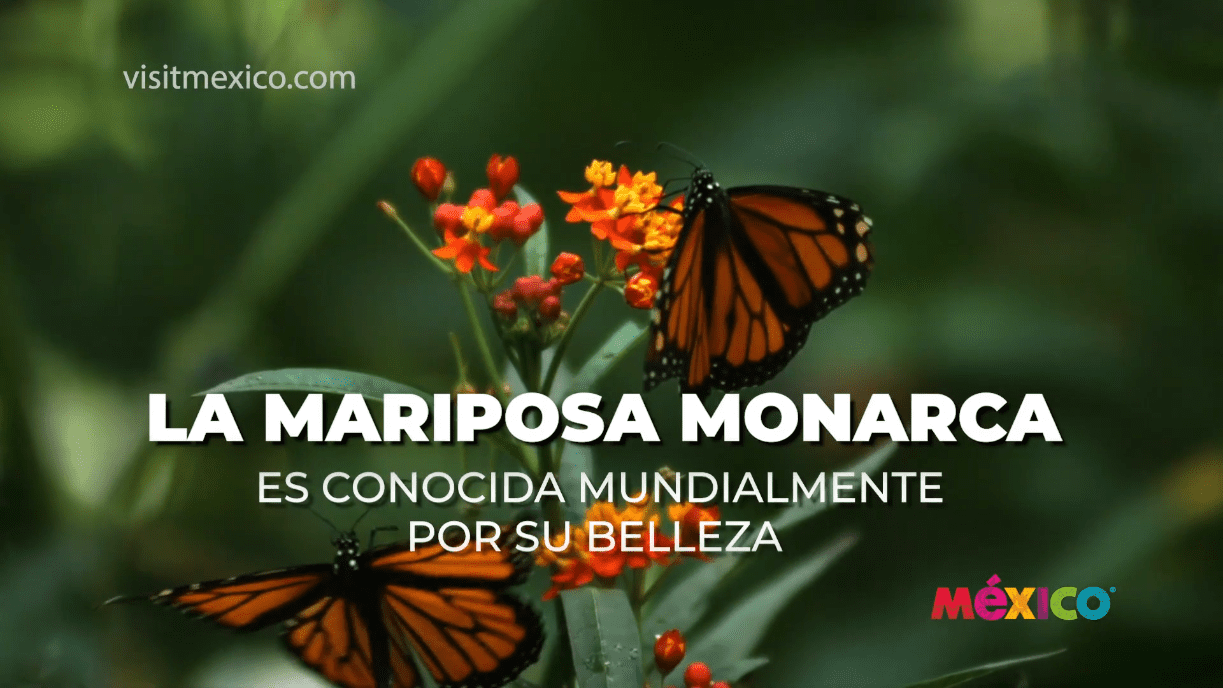 videos-visit-mexico-mariposa-monarca